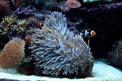 Killikus&reg; Fotographie